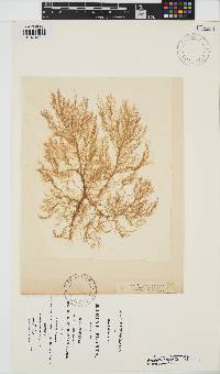 Pylaiella littoralis image