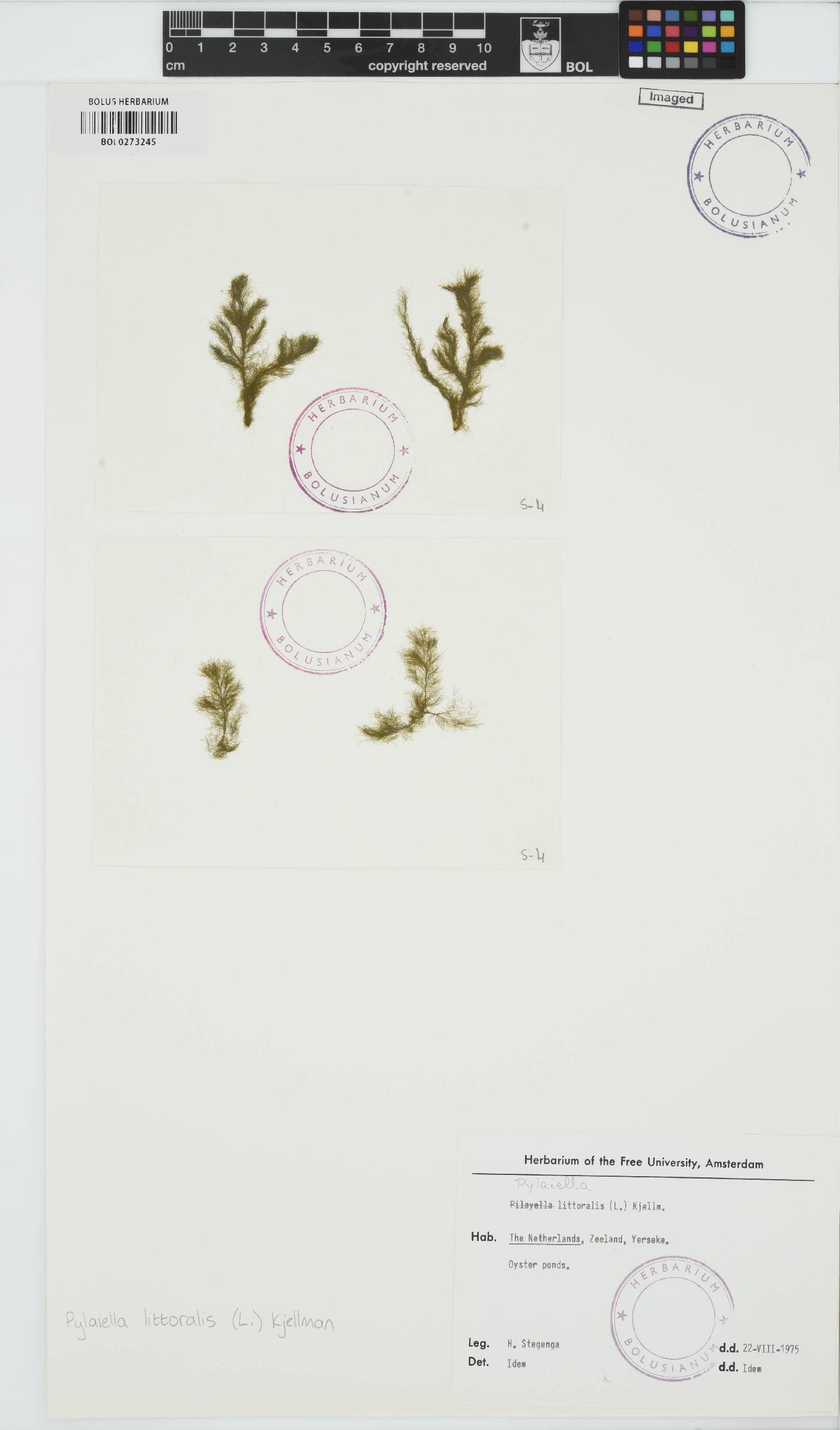 Pylaiella littoralis image