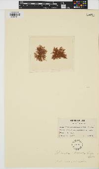 Pylaiella littoralis image