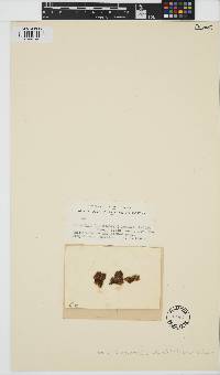 Image of Pylaiella novae-zelandiae