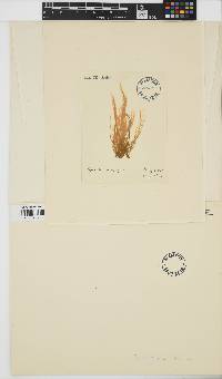 Image of Pylaiella varia