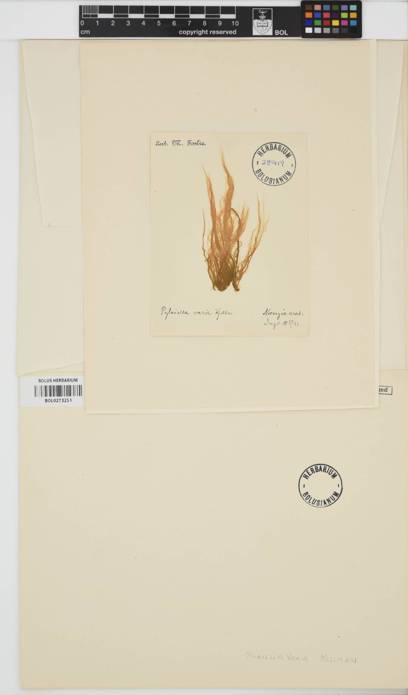 Pylaiella varia image