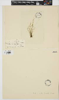 Image of Stragularia pusilla