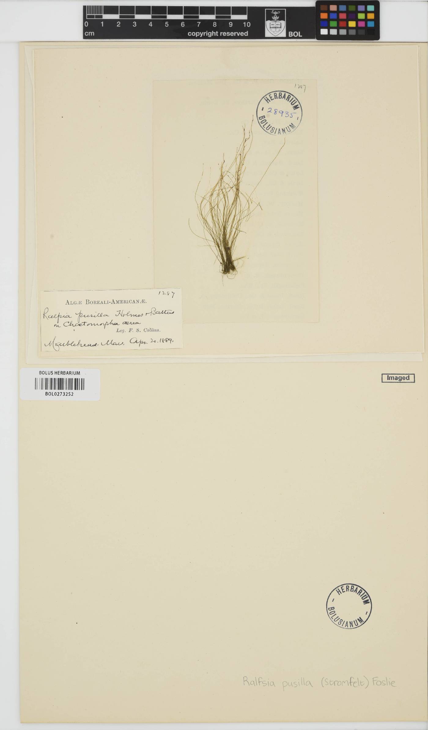 Stragularia pusilla image