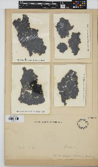 Pseudoralfsia verrucosa image
