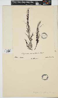 Image of Sargassum acinaciforme