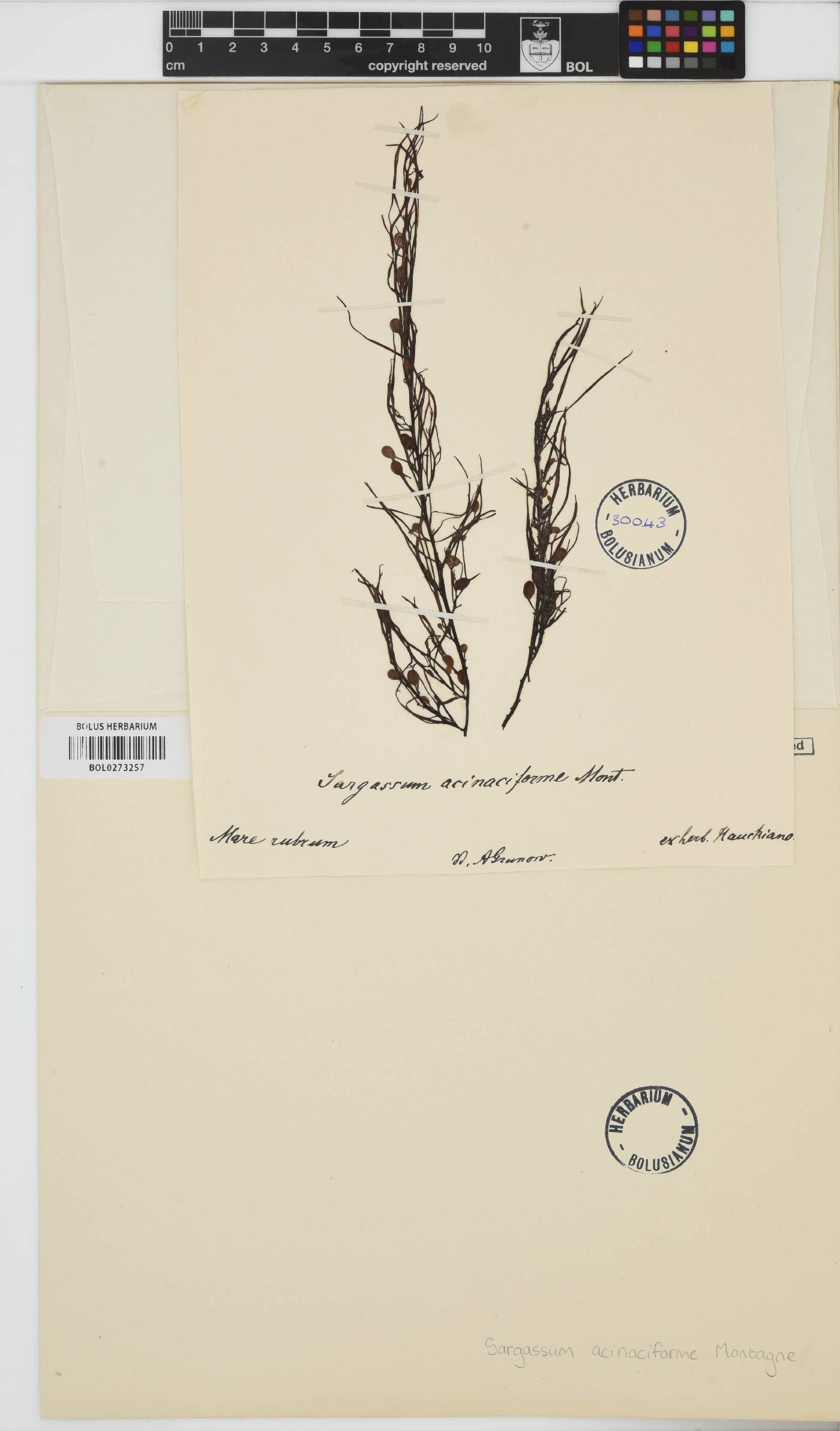 Sargassum acinaciforme image