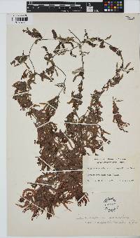 Image of Sargassum distichum