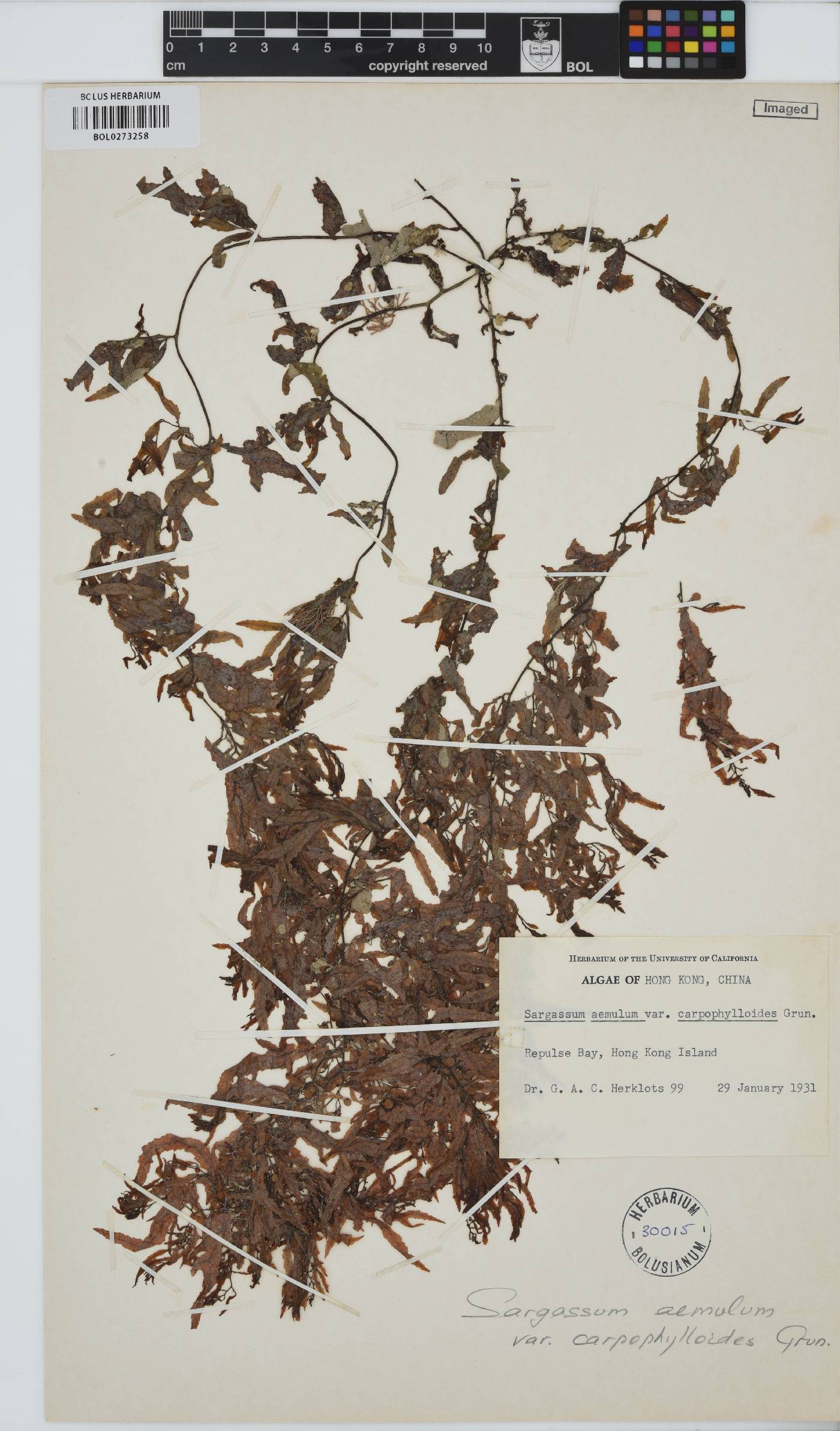 Sargassum distichum image