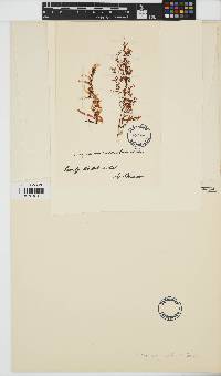 Sargassum distichum image