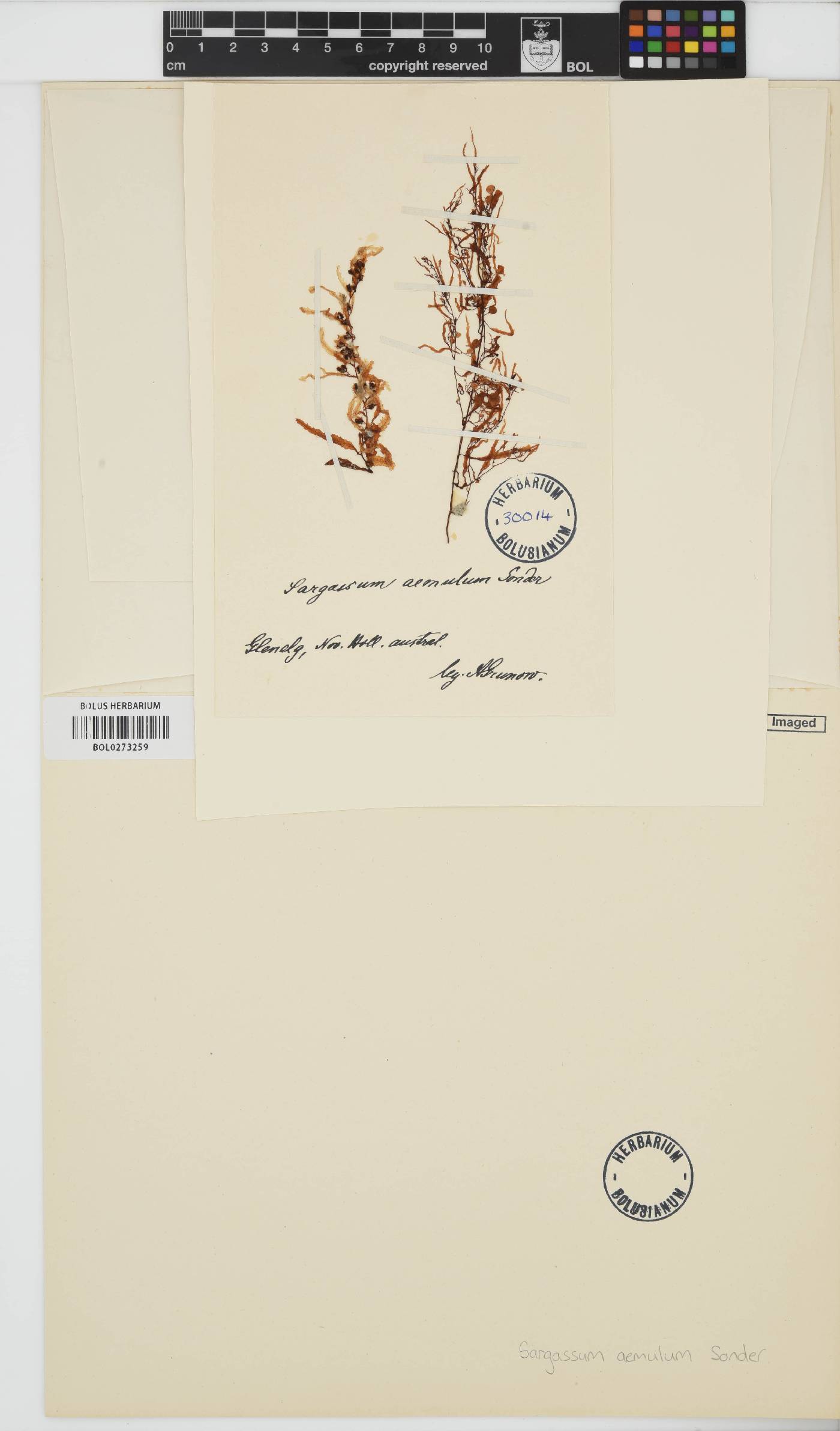 Sargassum distichum image