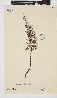 Image of Sargassopsis decurrens
