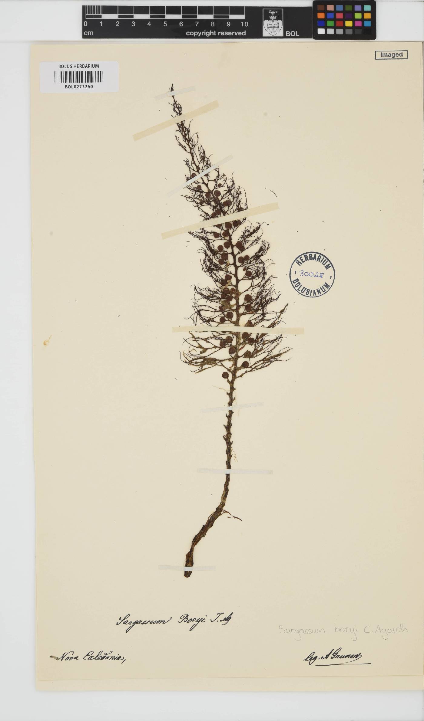 Sargassopsis decurrens image