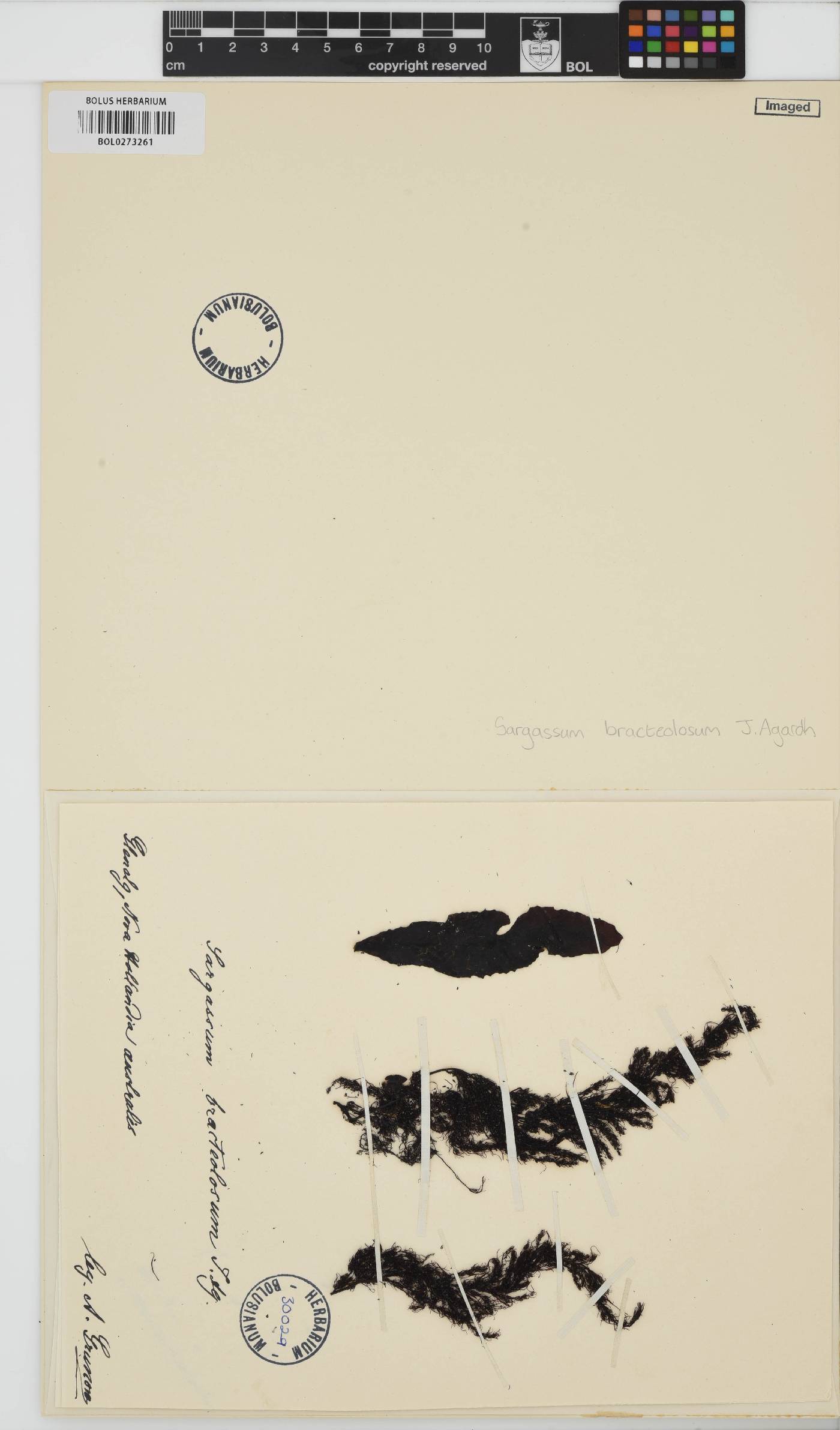 Sargassum fallax image