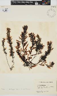 Image of Sargassum herporhizum