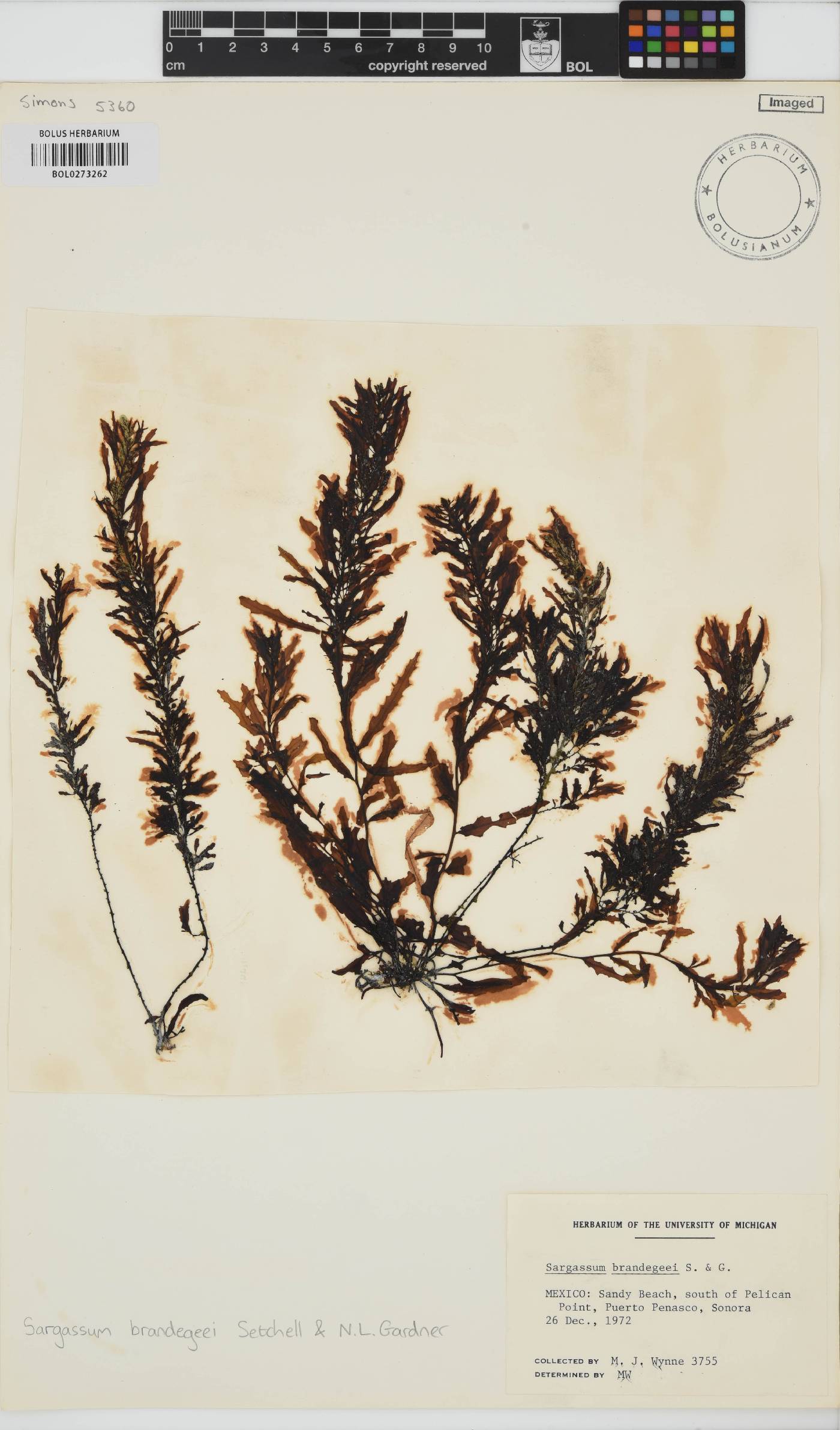Sargassum herporhizum image