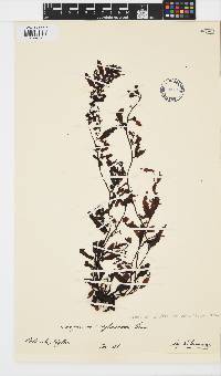 Sargassum aquifolium image
