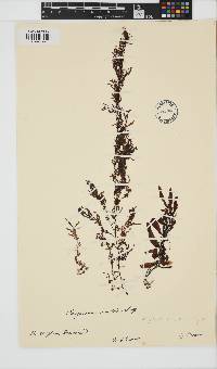Image of Sargassum cinctum