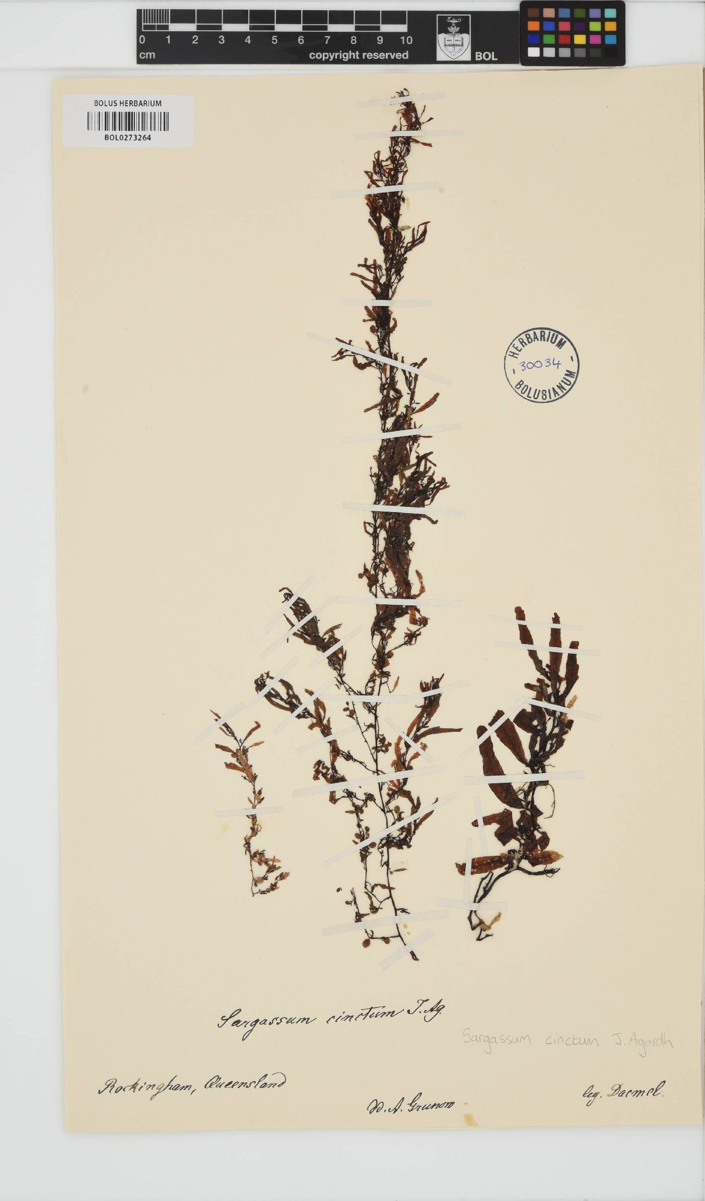 Sargassum cinctum image