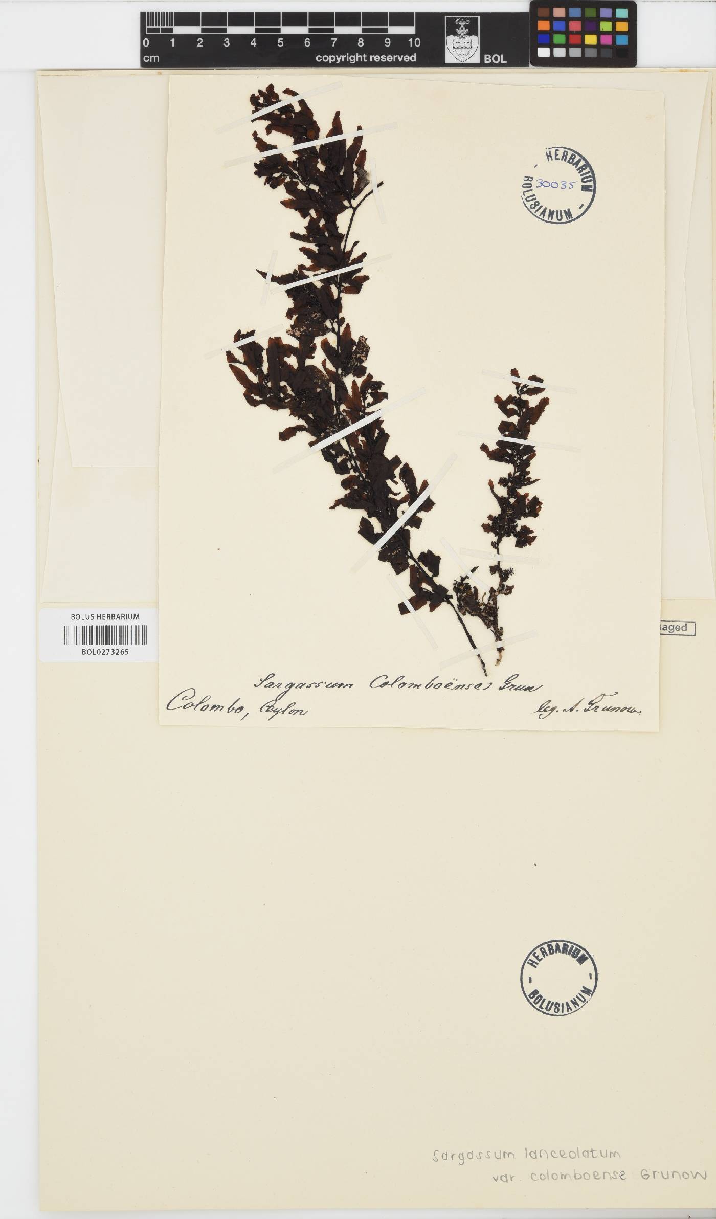 Sargassum lanceolatum image