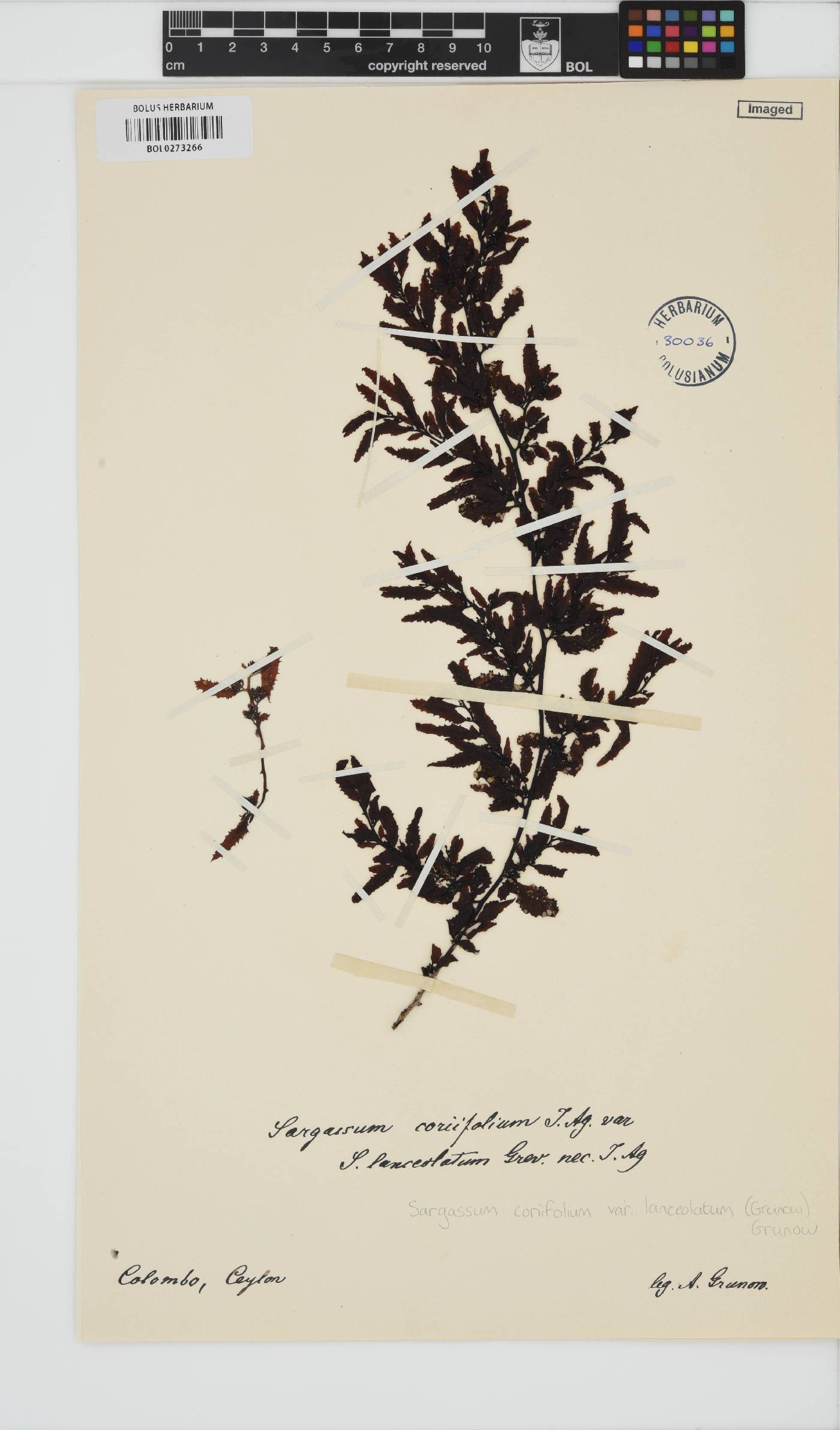 Sargassum odontocarpum image