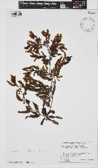 Image of Sargassum crispifolium