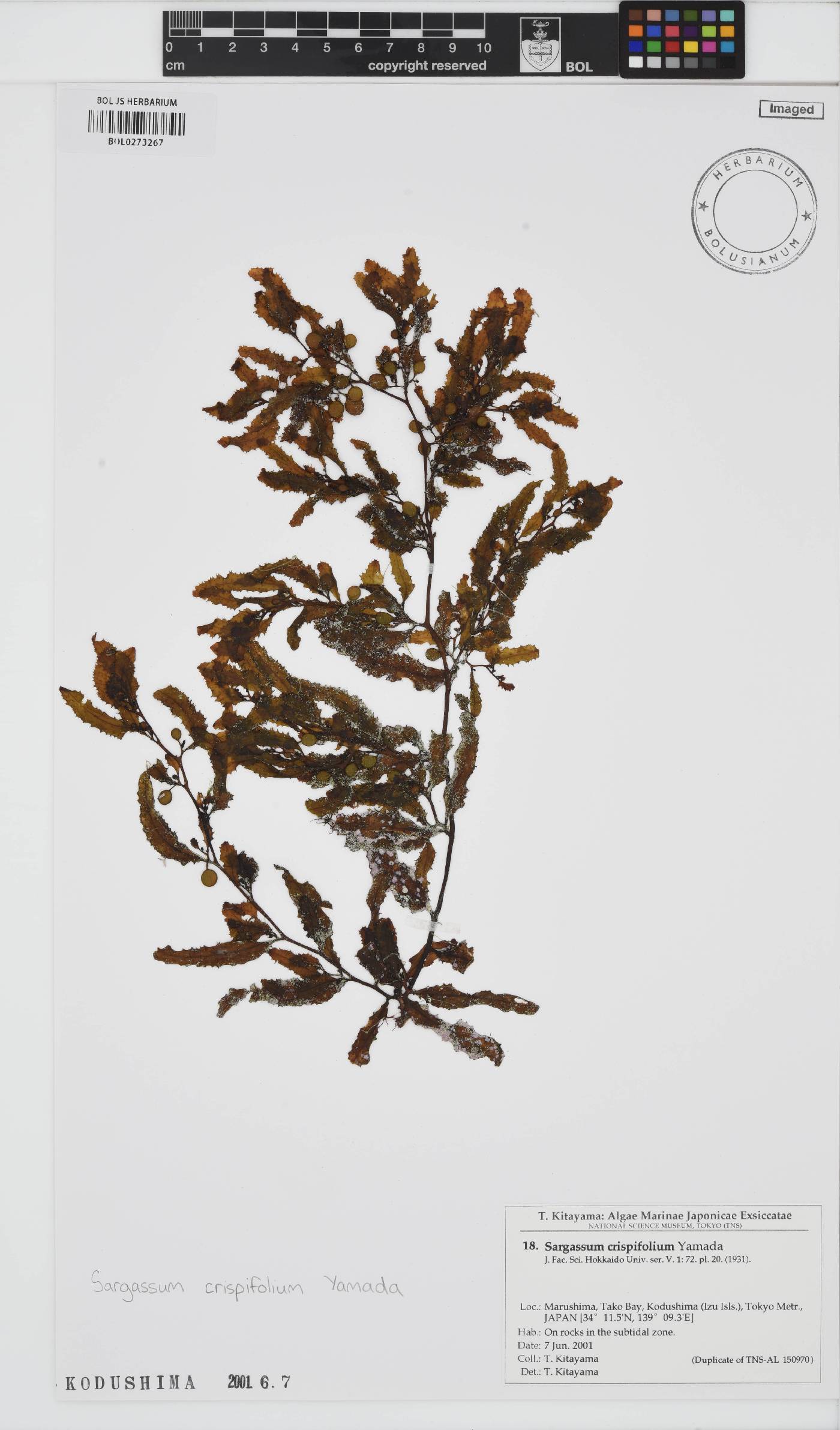 Sargassum crispifolium image