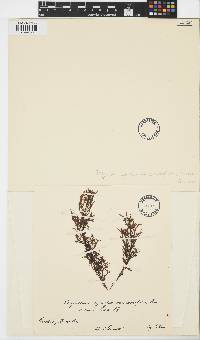 Sargassum stenophyllum image