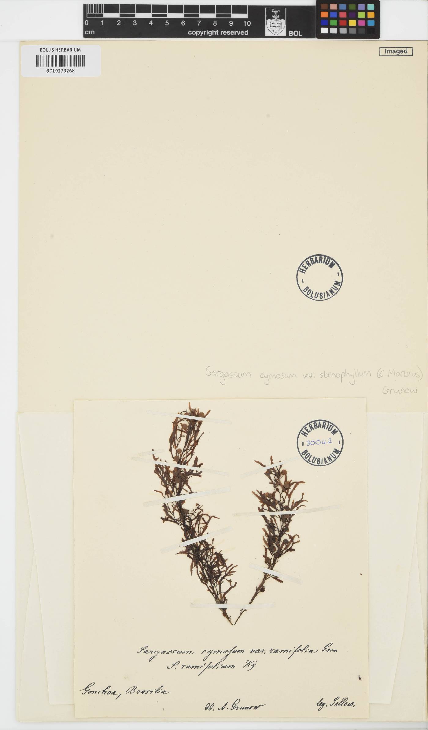 Sargassum stenophyllum image