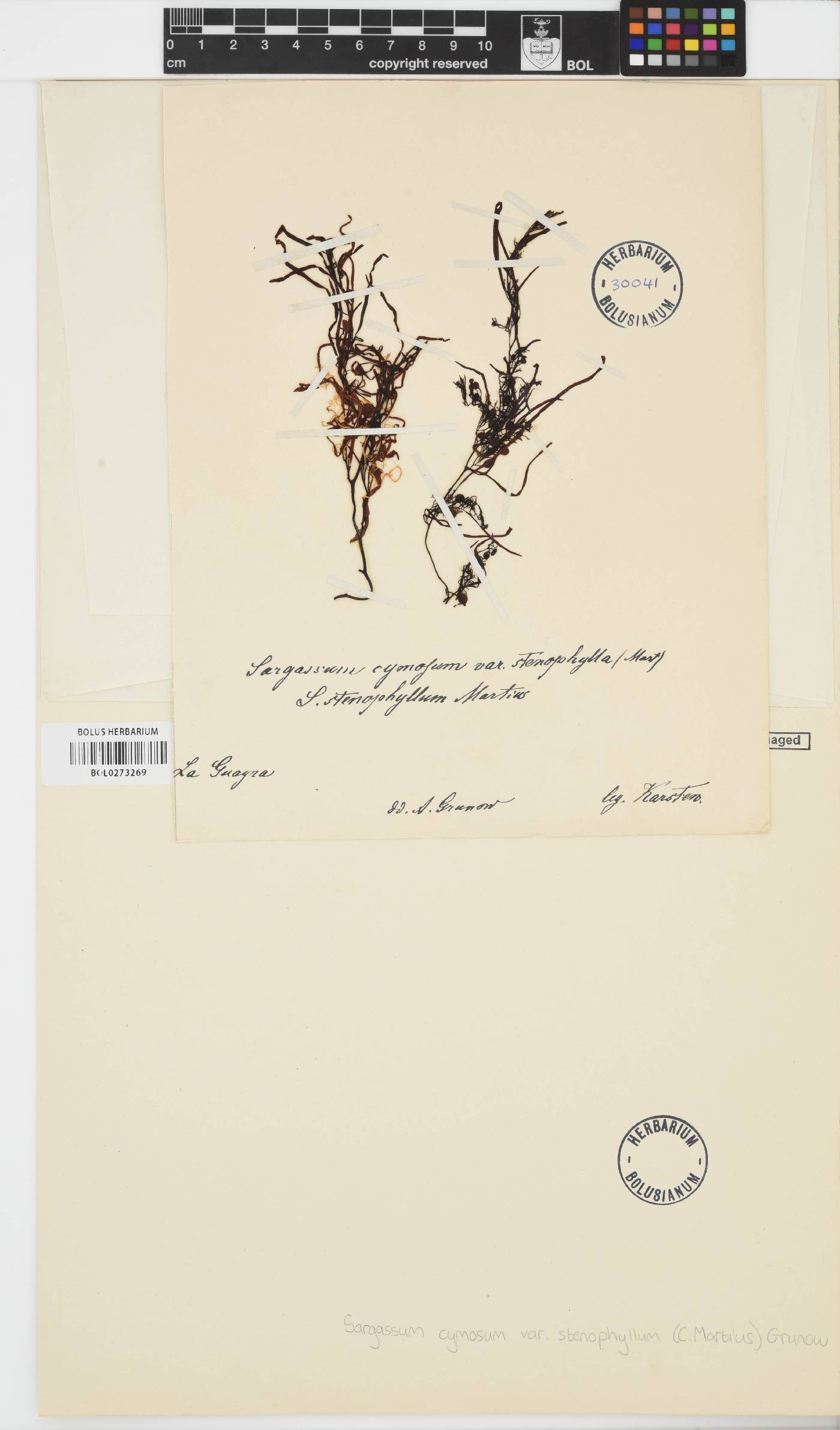 Sargassum stenophyllum image