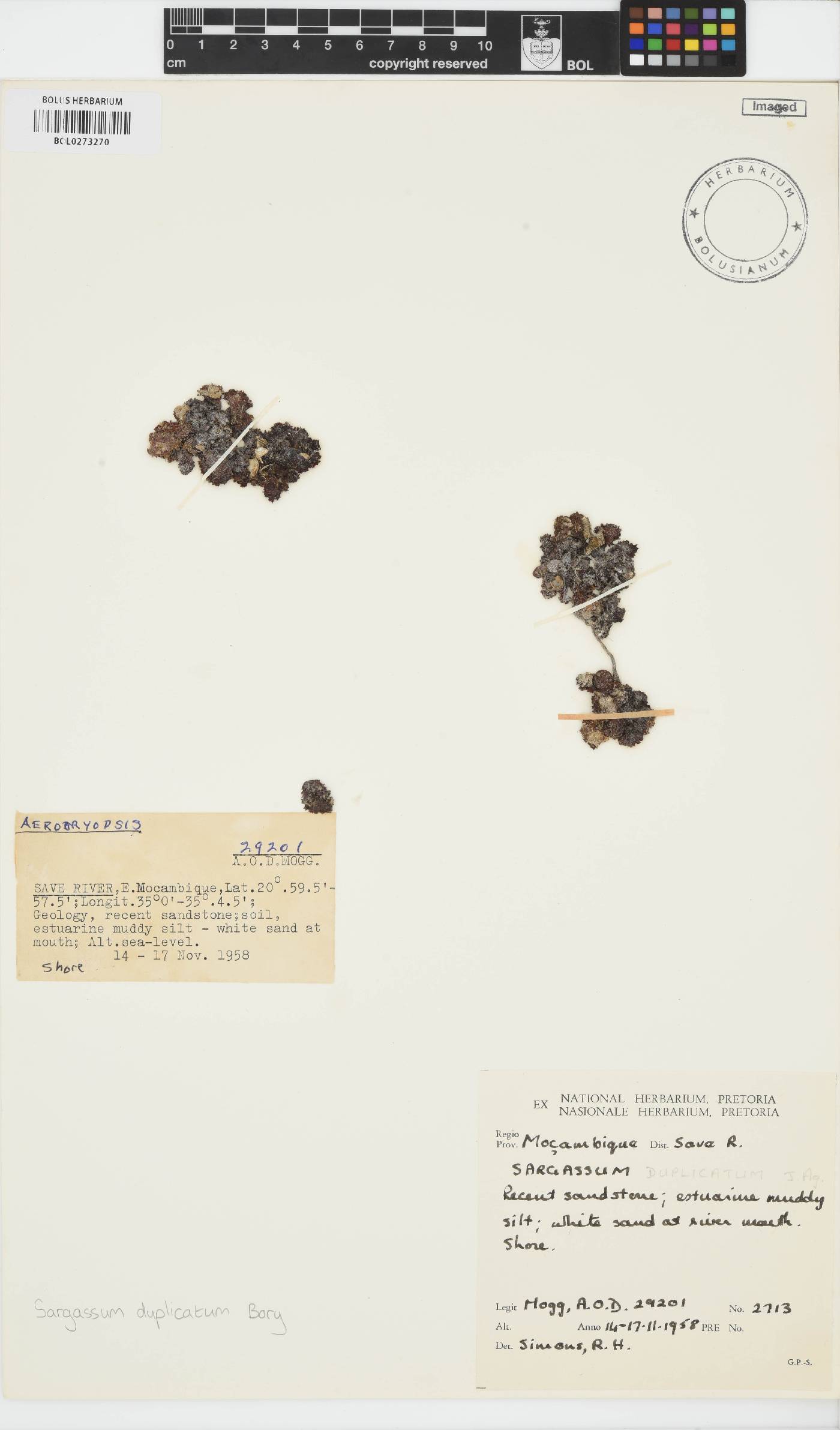 Sargassum ilicifolium image