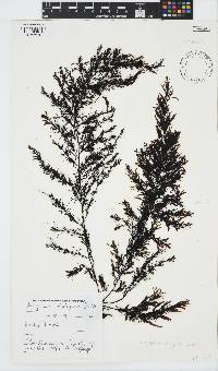 Sargassum elegans image
