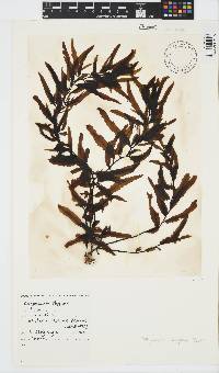 Sargassum elegans image