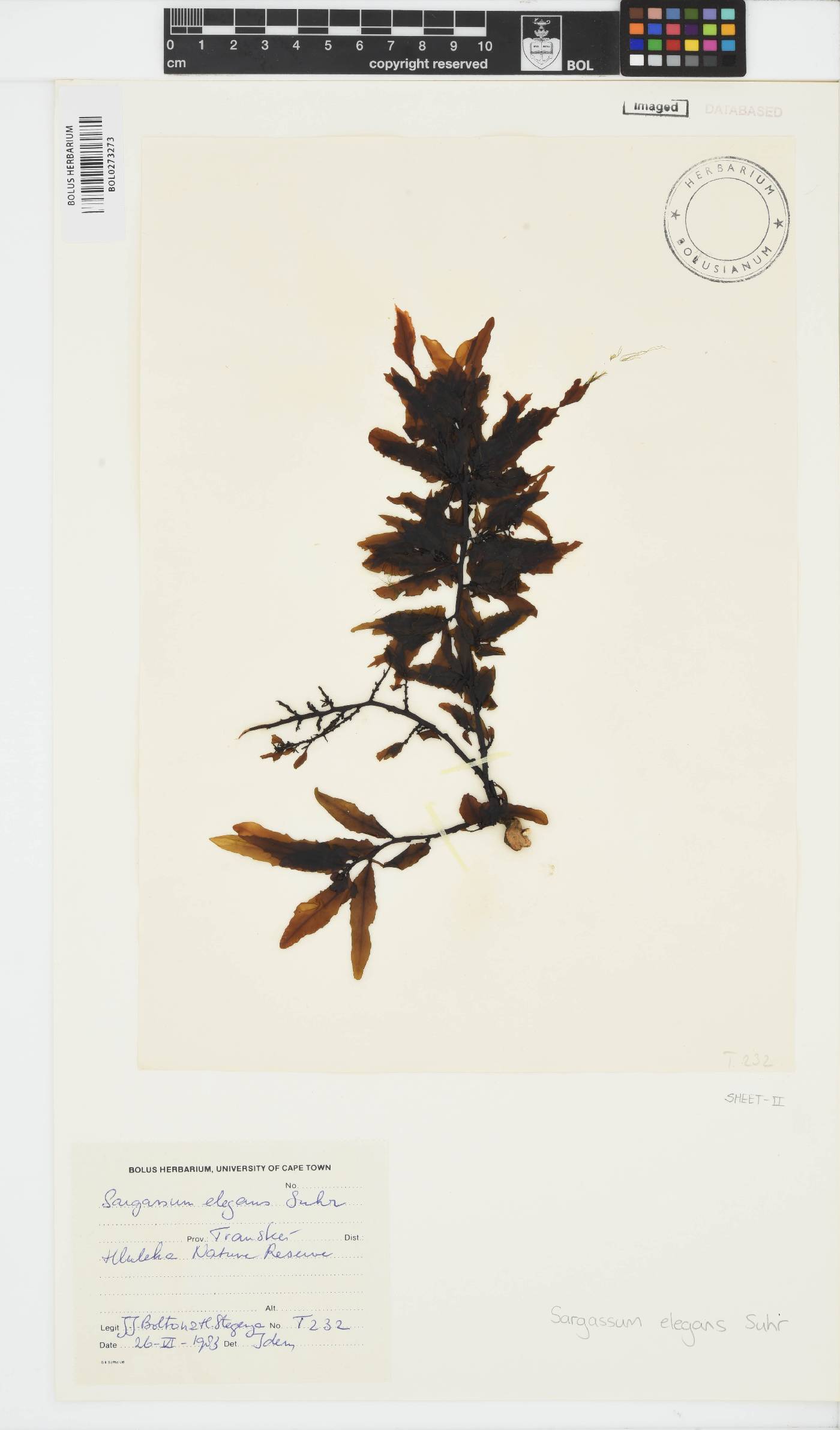 Sargassum elegans image