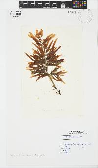 Image of Sargassum filipendula