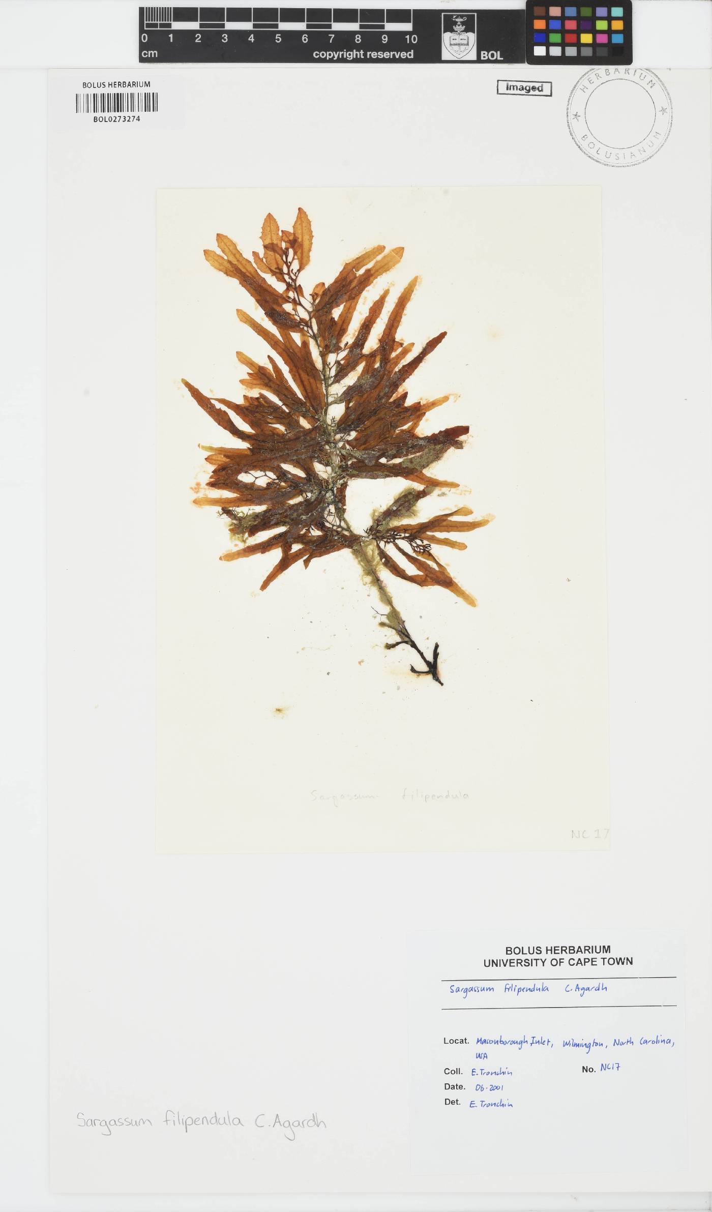 Sargassum filipendula image