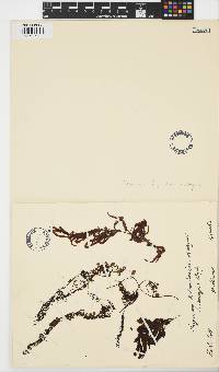 Sargassum filipendula image