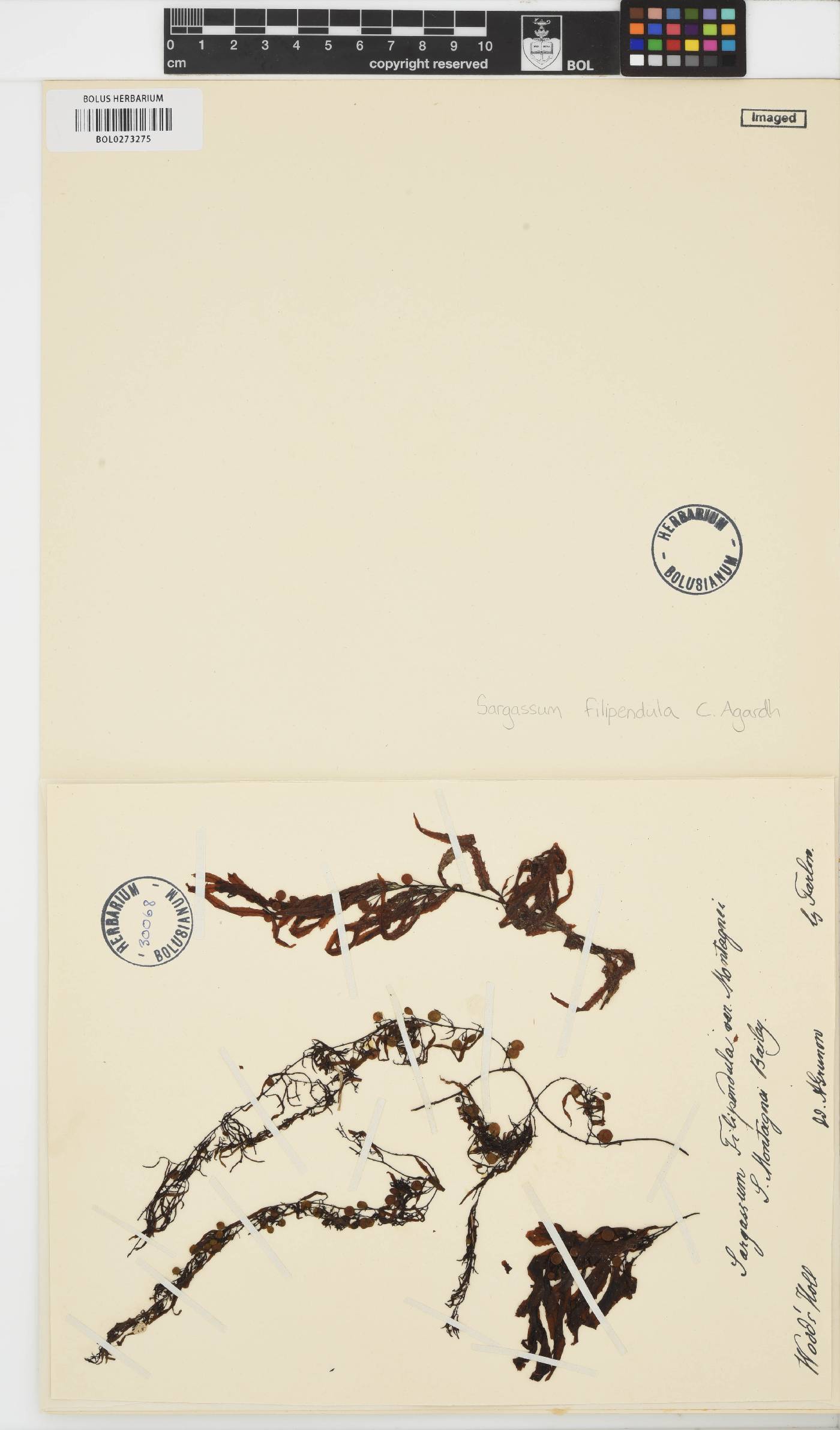 Sargassum filipendula image