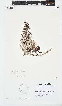 Image of Sargassum fluitans
