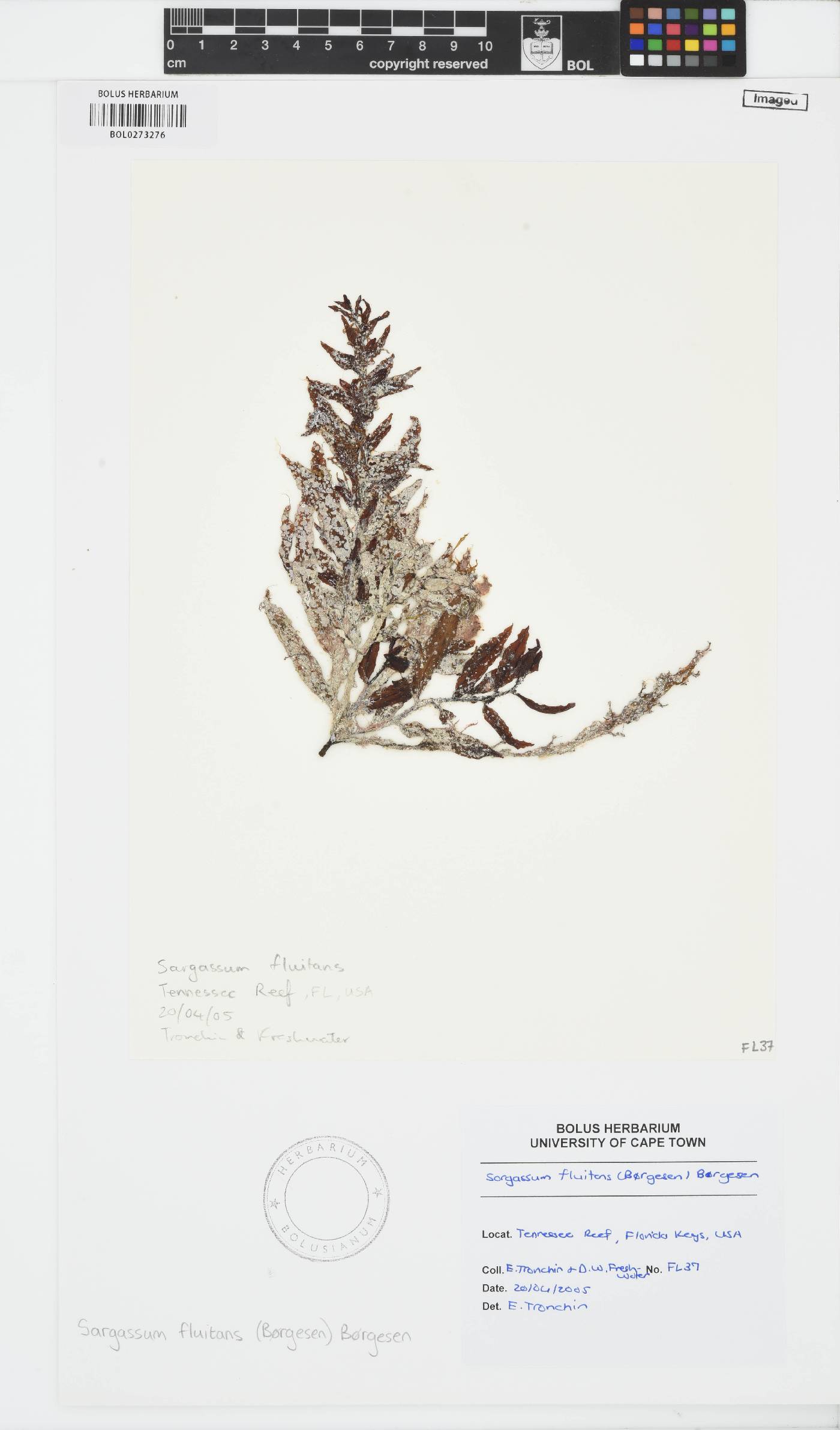 Sargassum fluitans image