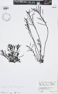 Sargassum fusiforme image