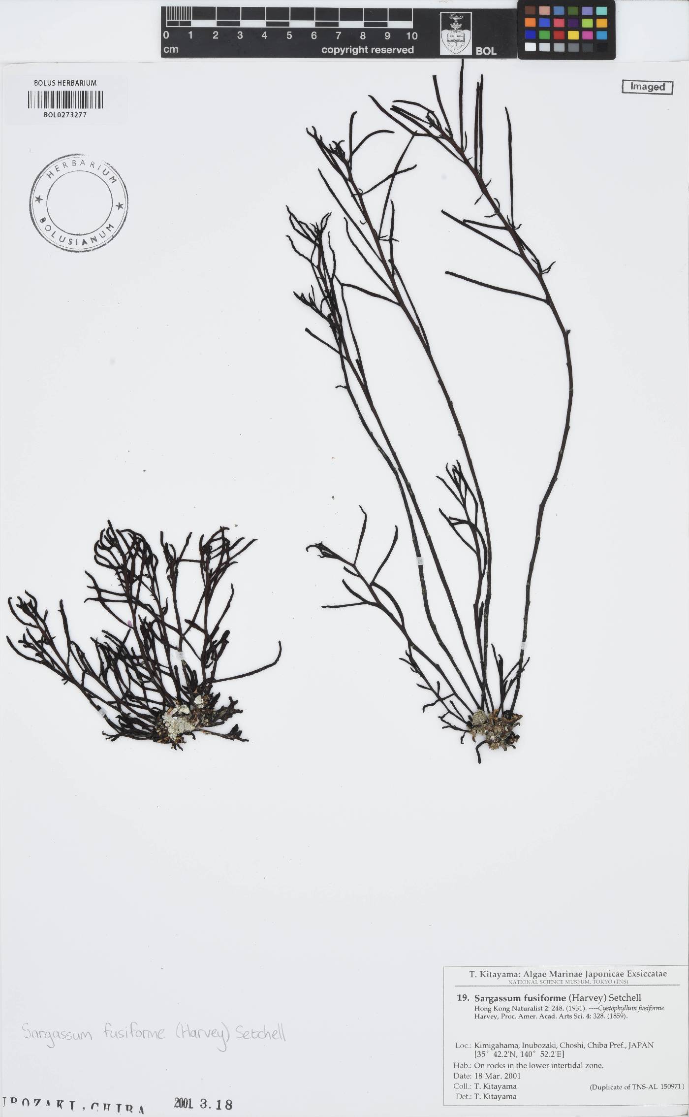Sargassum fusiforme image