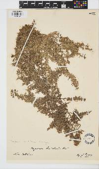 Sargassum polycystum image