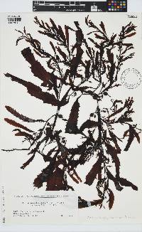 Image of Sargassum giganteifolium