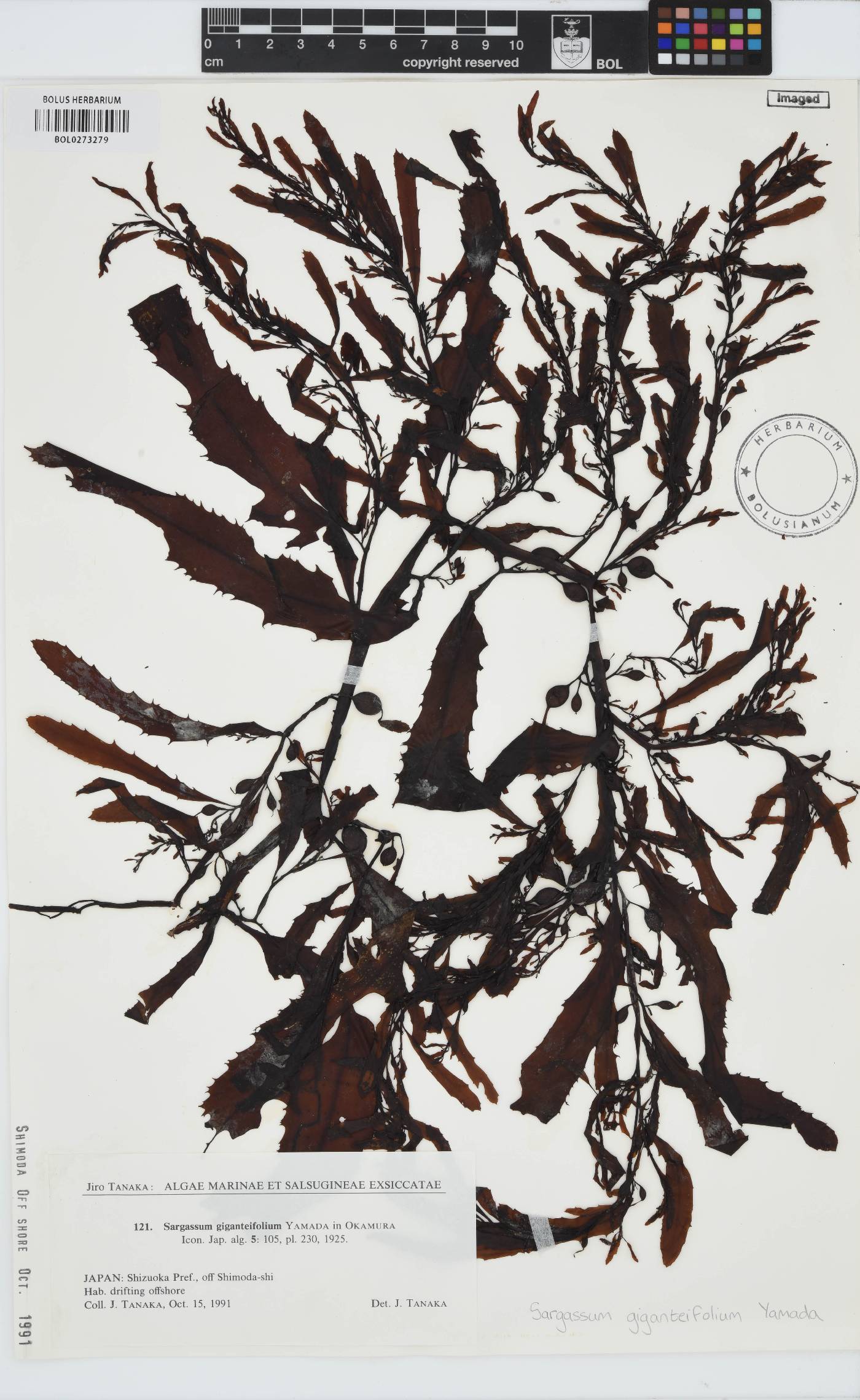 Sargassum giganteifolium image