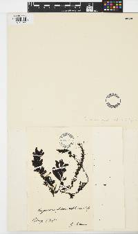 Image of Sargassum globulariifolium