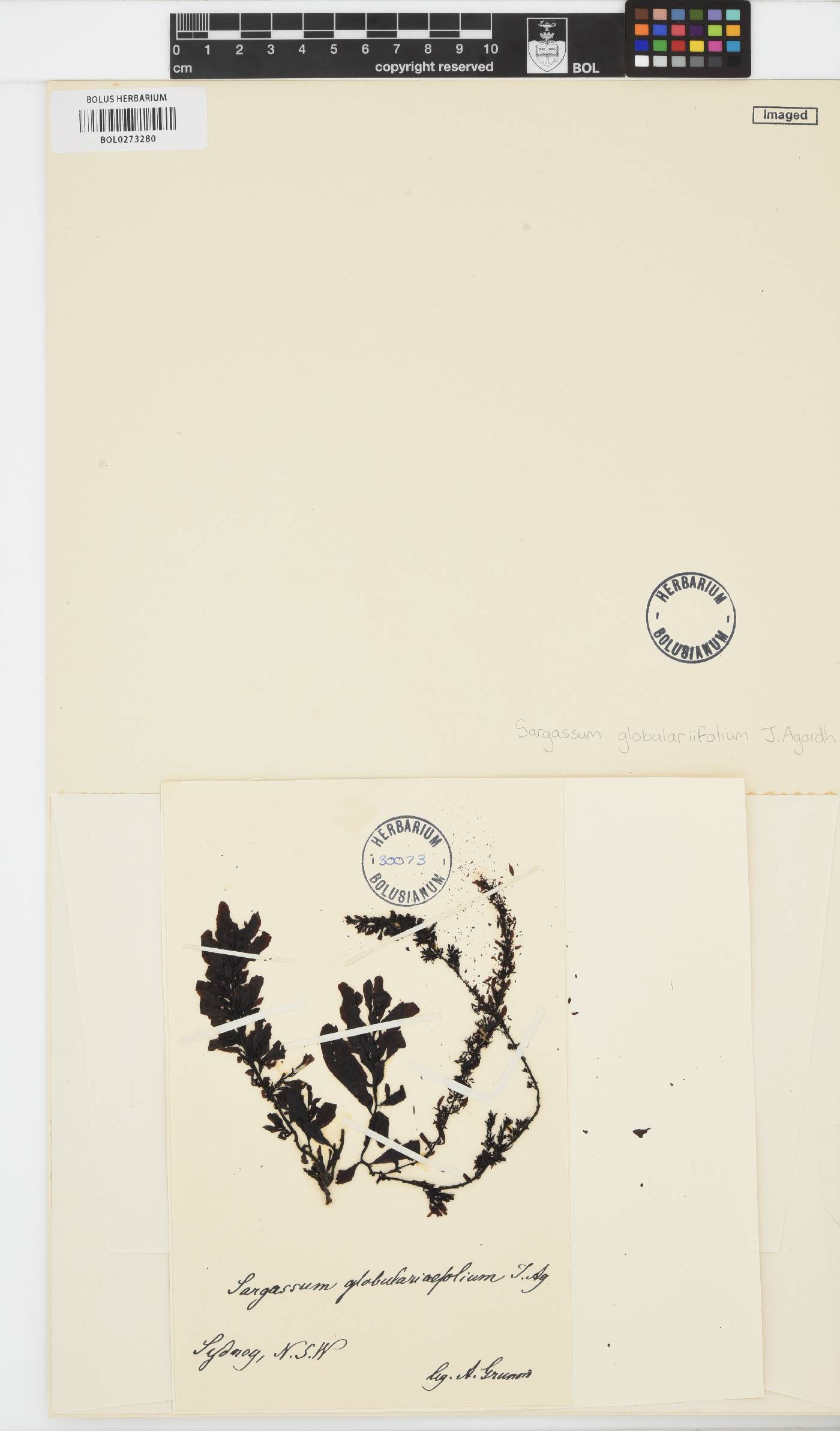 Sargassum globulariifolium image