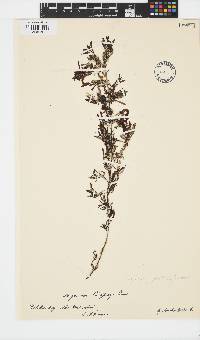 Image of Sargassum godeffroyi