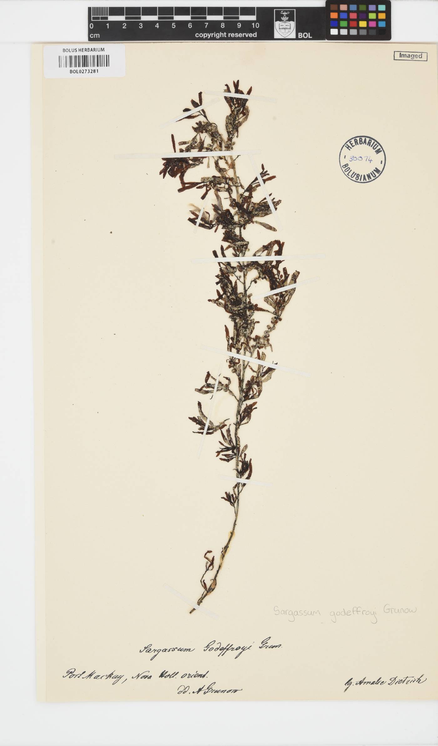 Sargassum godeffroyi image