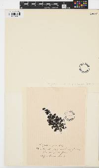 Sargassum gracile image